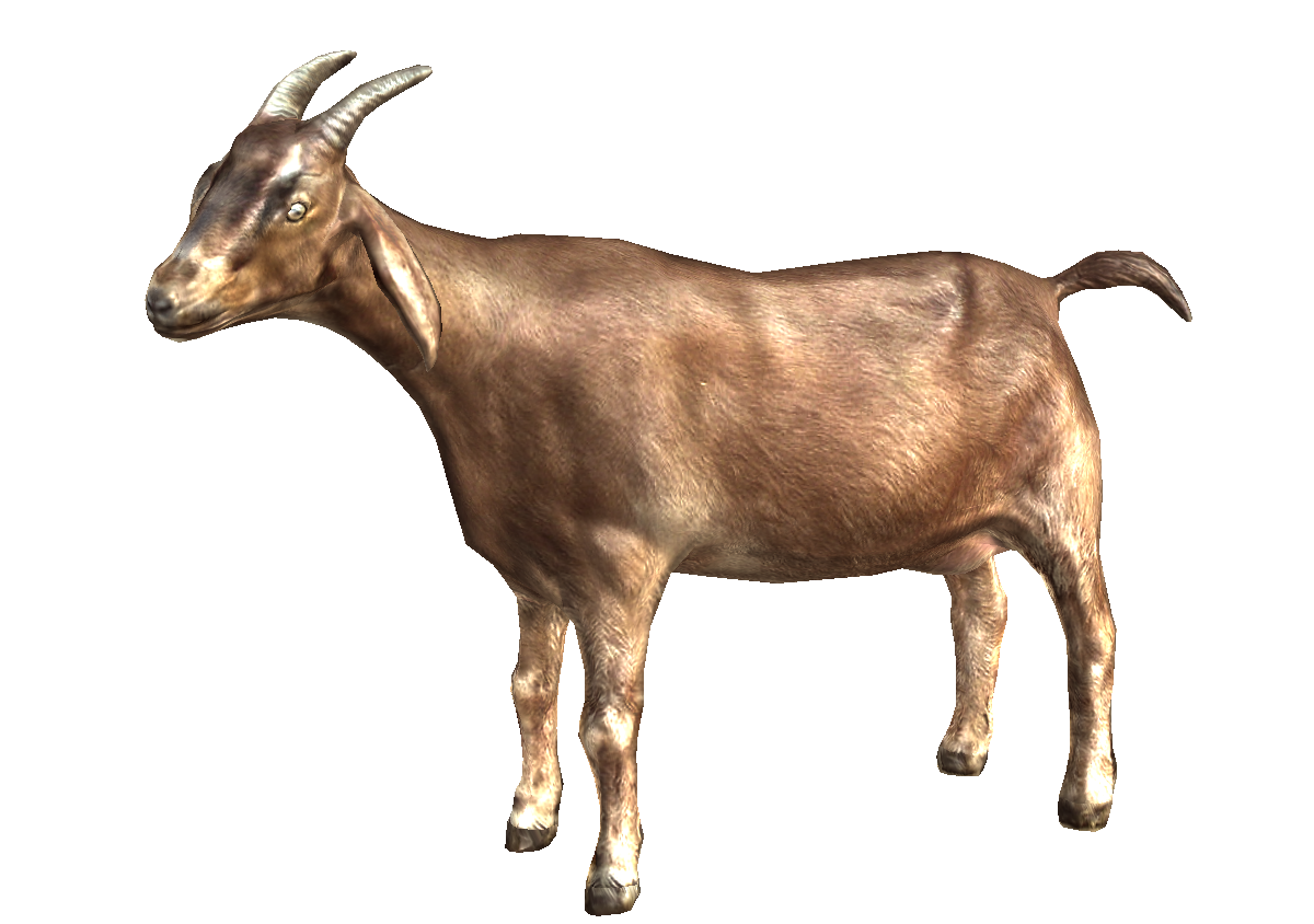 KAMBING